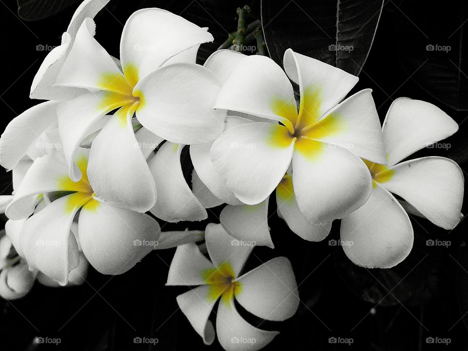 Plumeria.. The beauty Plumeria.