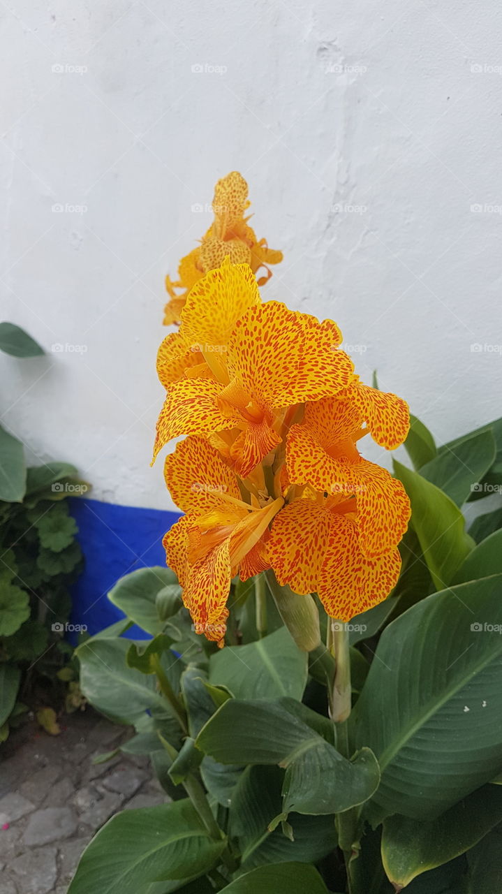 Beautiful blooming flower in a street of Óbido, Portugal.