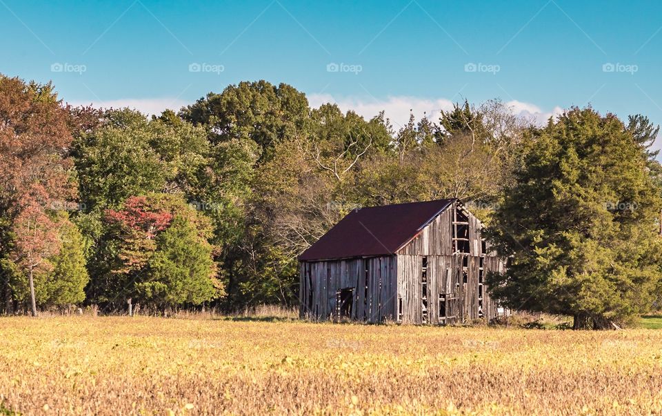 Rural scene