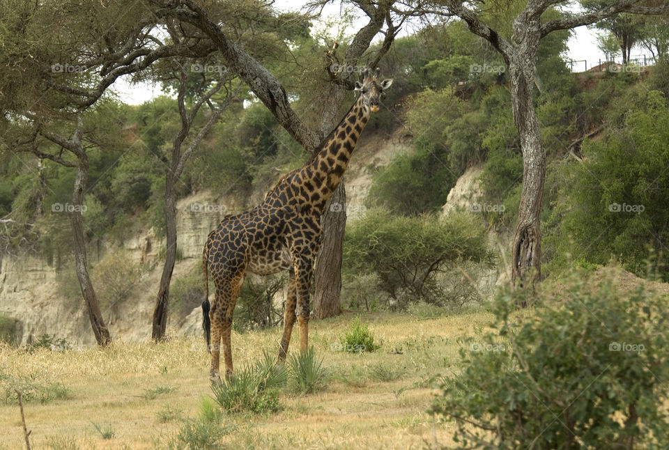 Giraffe in Serengeti National Park in Tanzania.