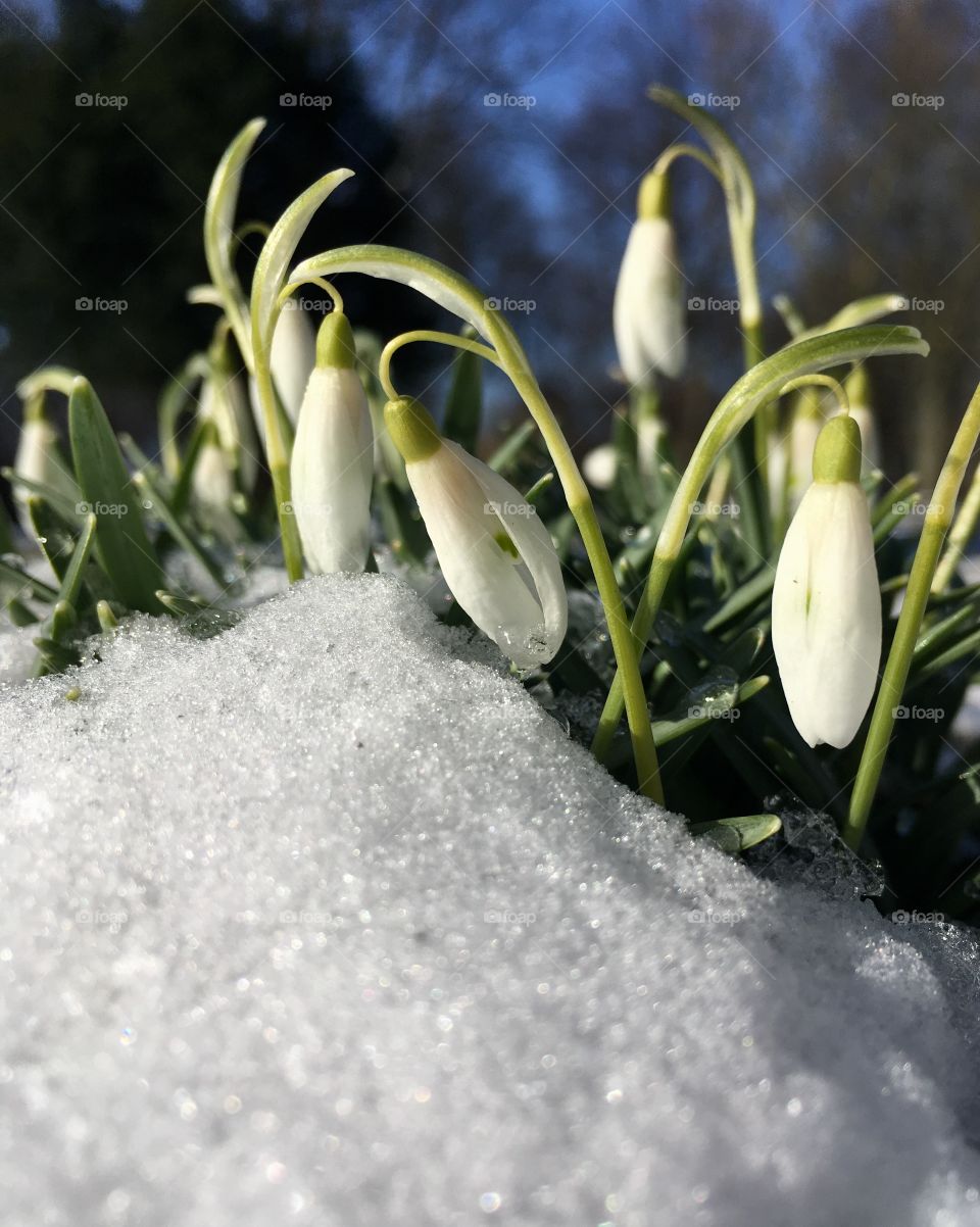 Snowdrops spring