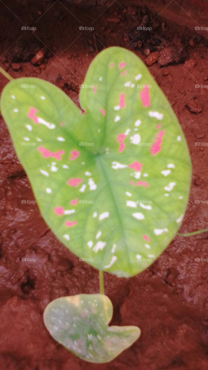 coulered leaf
