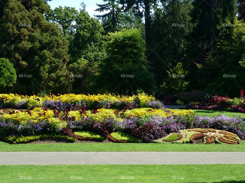 Various colours of the groomed rose garden in Stanley Park, Vancouver, British Columbia with evergreens towering behind 