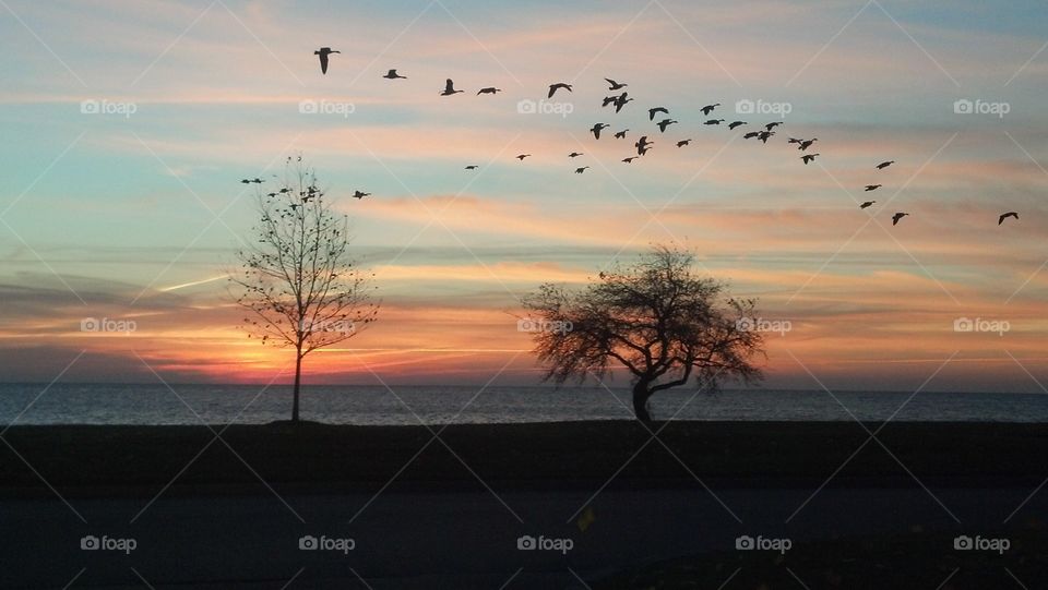 early morning Lake Sinclair Sunrise geese flying in formation along Lake Shore Drive
