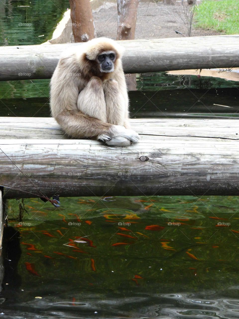 Monkey so sad
