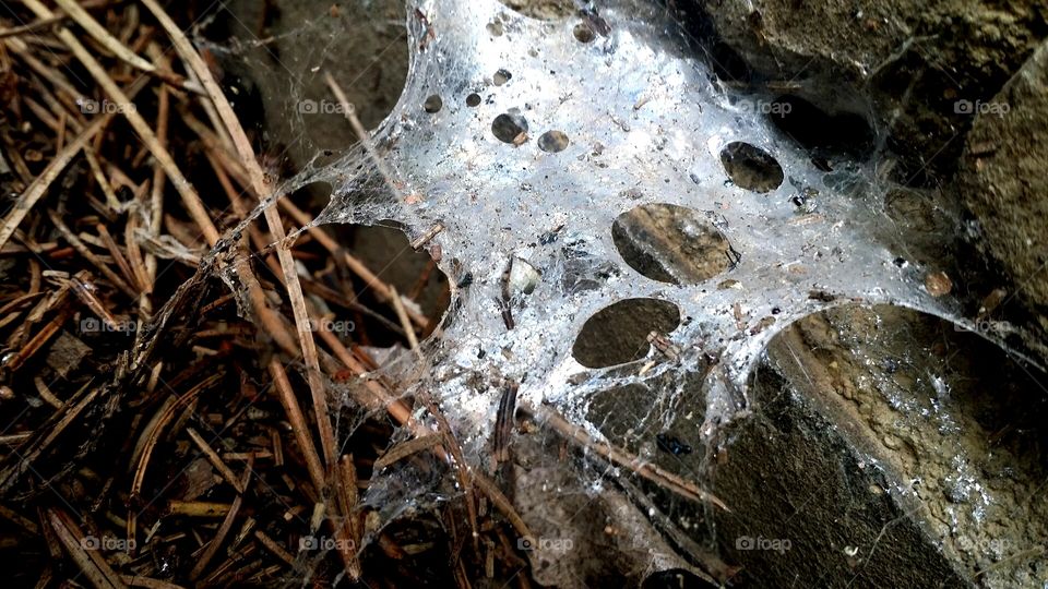 Silky Web