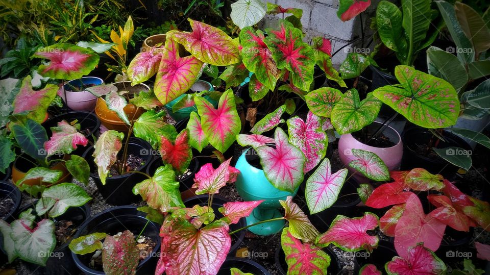 Colourful painter's-palette plant in an indoor setting.