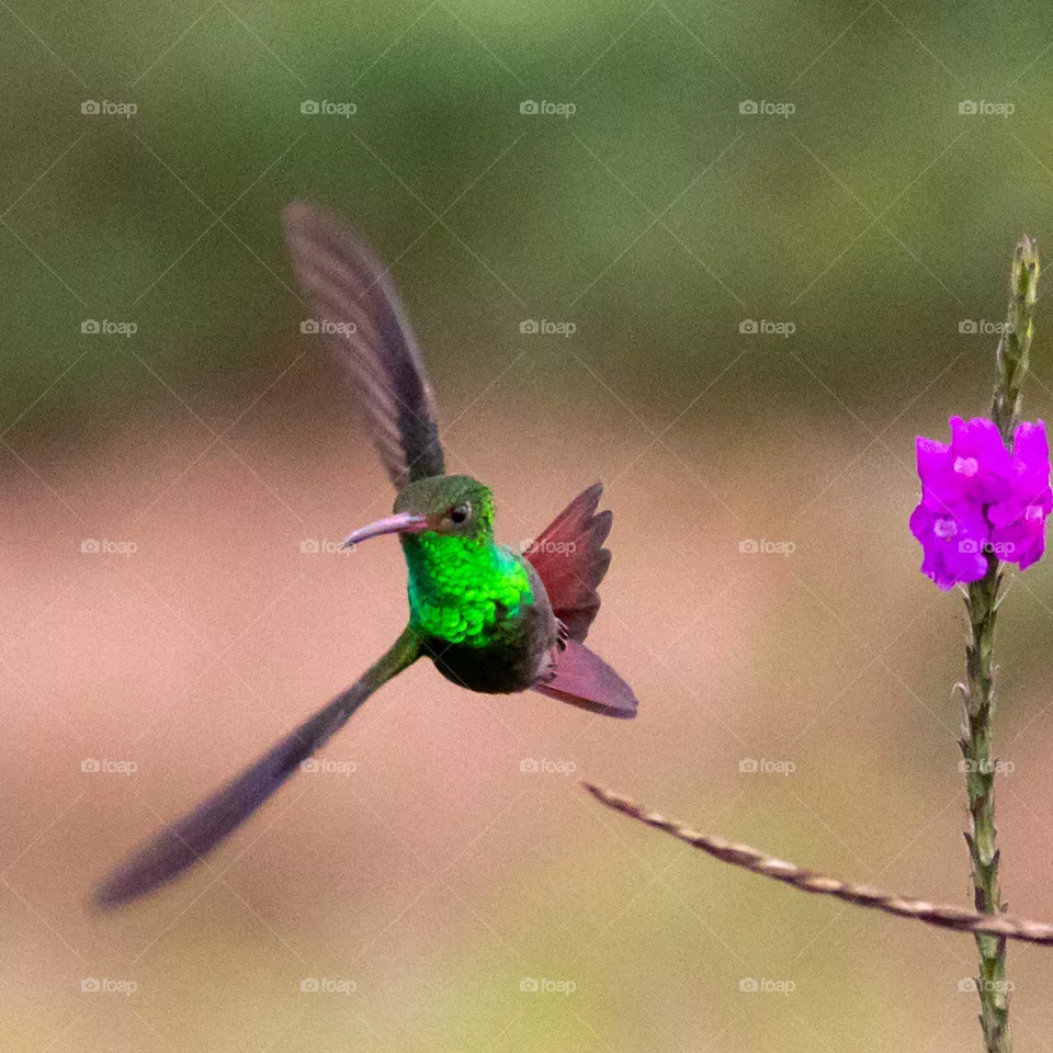 Rufous-tailed Hummingbird, Costa Rica