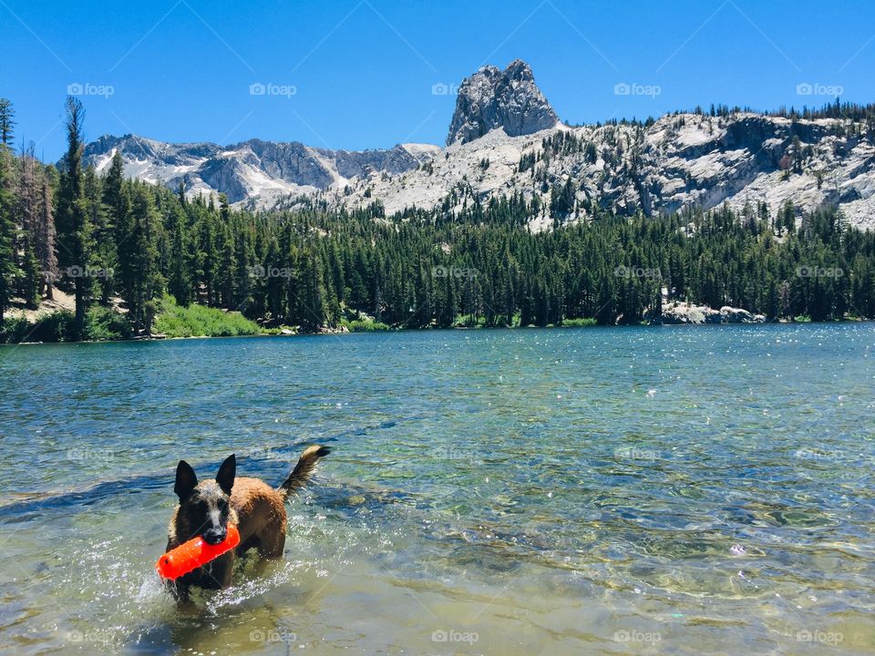 Summer swimming in Lake George beneath the iconic Crystal Crag; Mammoth Lakes, CA. Belgian Malinois.