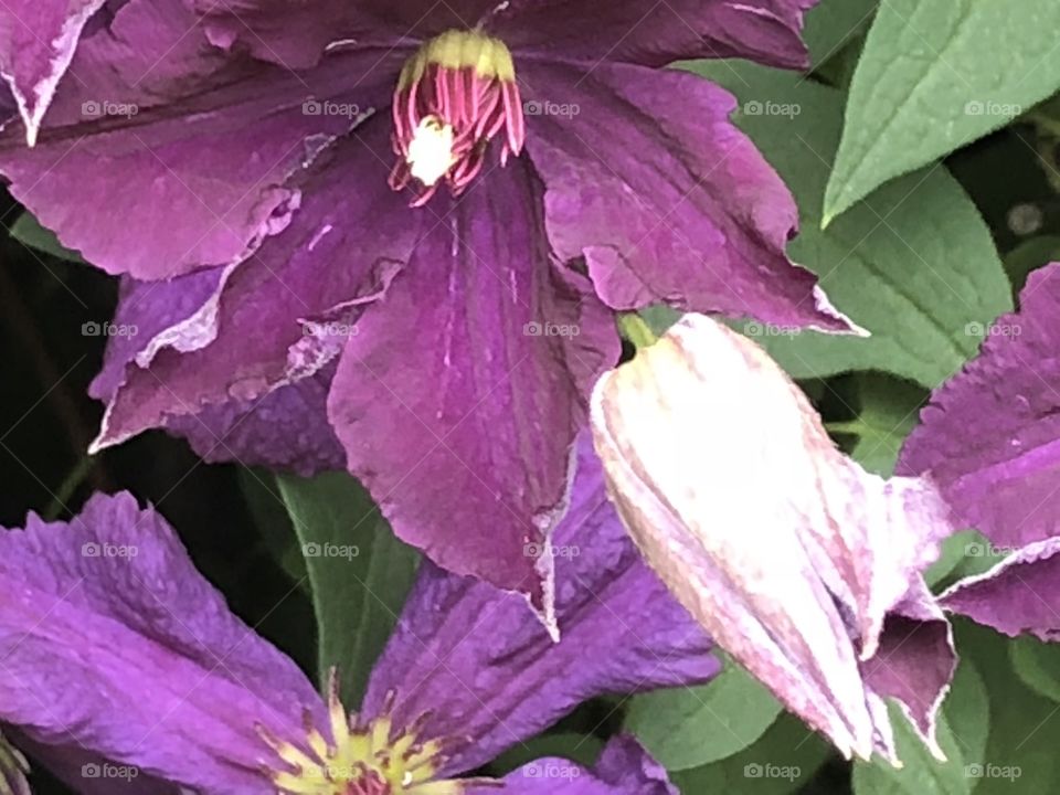Clematis 