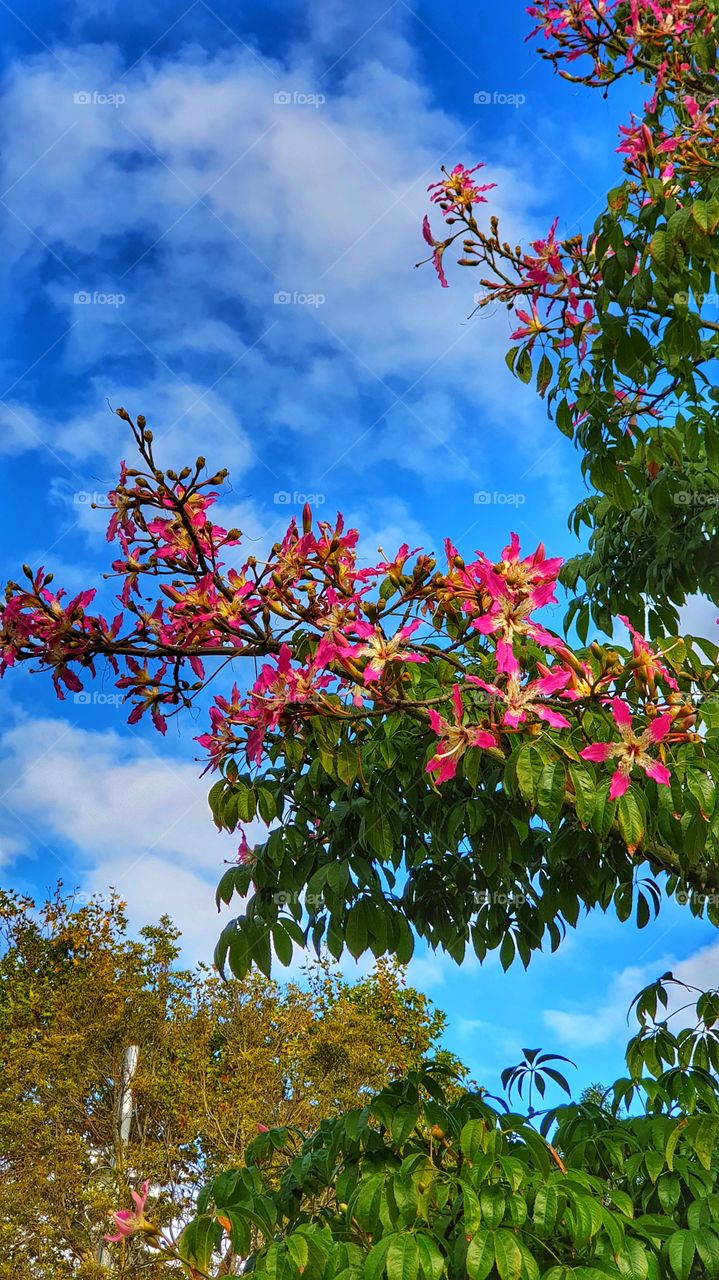 Autumn flowers