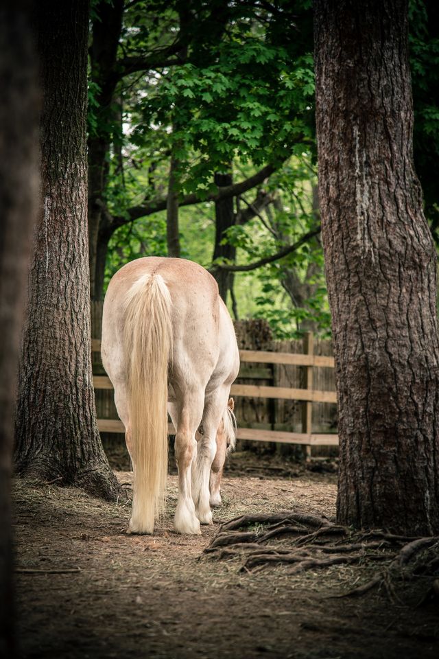 Pony