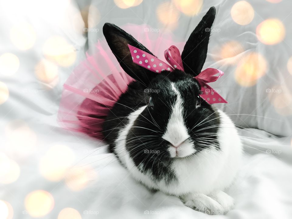 Pretty little rabbit in a tutu 