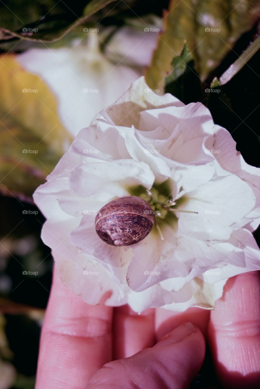 A snail cuddling in camellia 
Camellia 
A snail 
Springs California