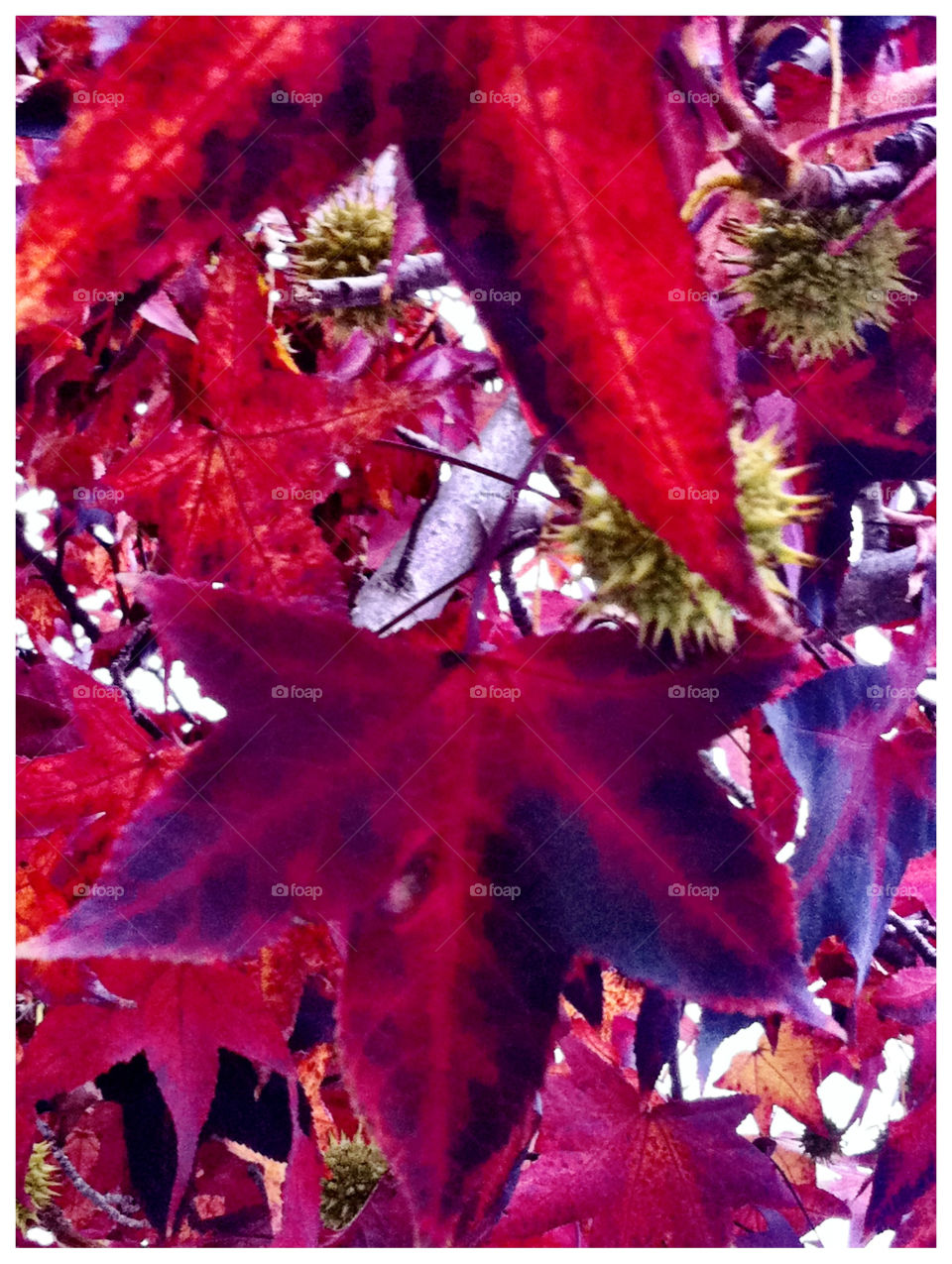 red tree leaf fall by emmanuelgr