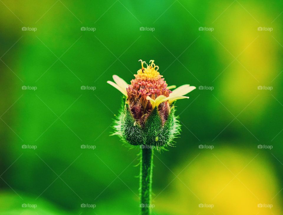 Flower photography - Coat button bud - Natural light 