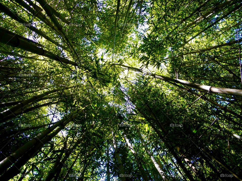 Bamboo in Melbourne 