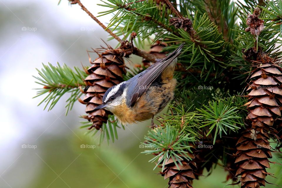 red-breasted nuthatch