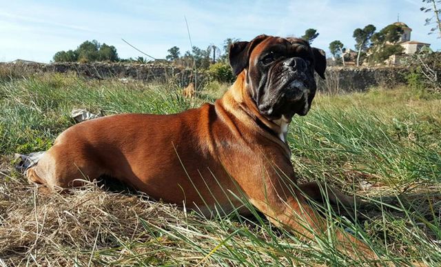 beautifull dog