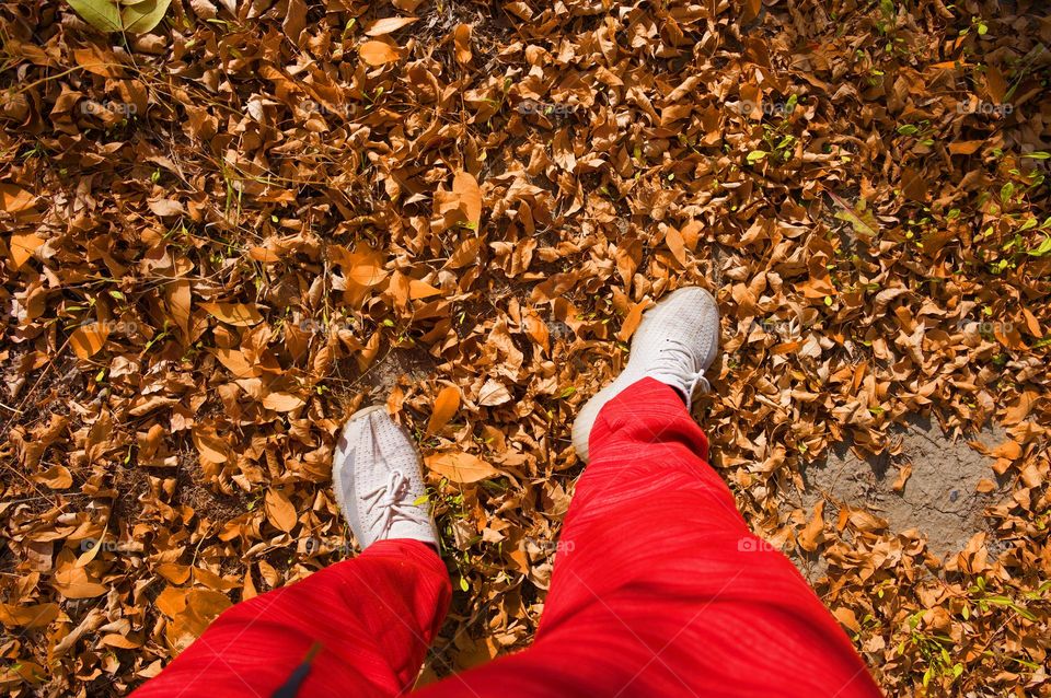 Autumn leaves on the ground 