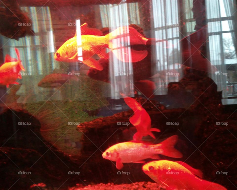 Fish, Underwater, Flame, Aquarium, No Person