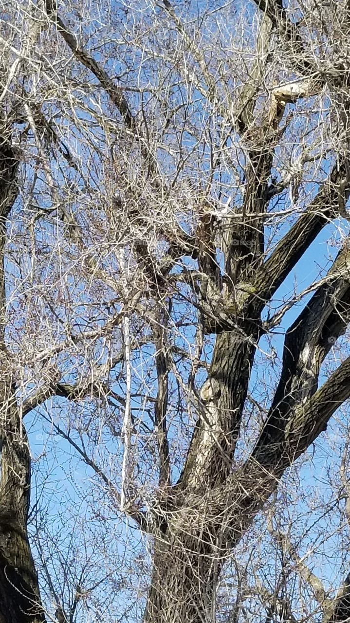 the sky through a tree