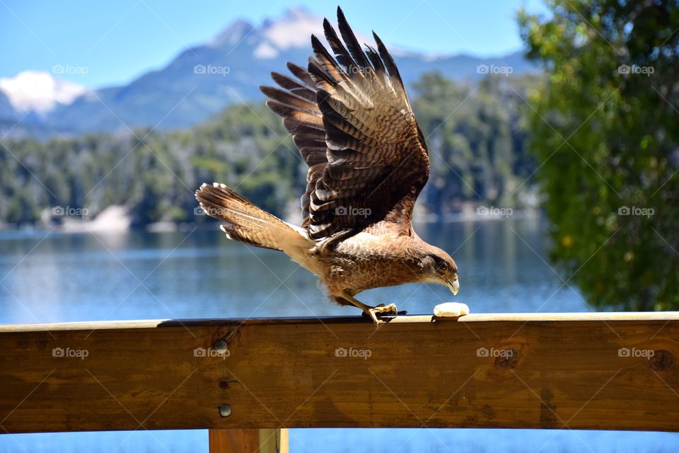 Bird eating biscoit on a balcany