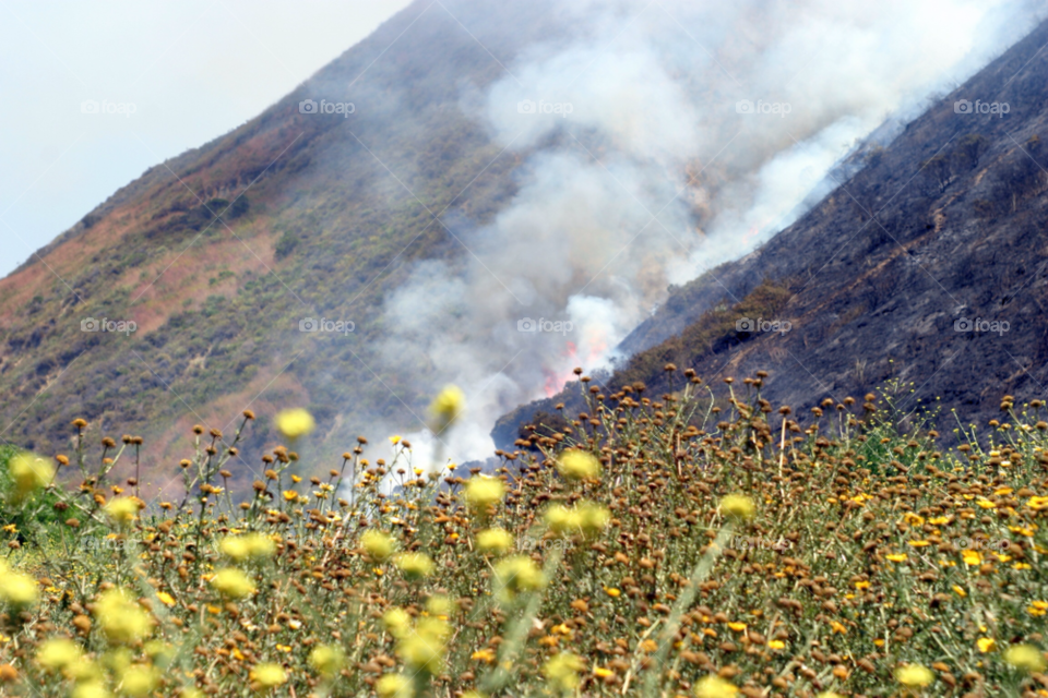 field light yellow nature by hlehnerer