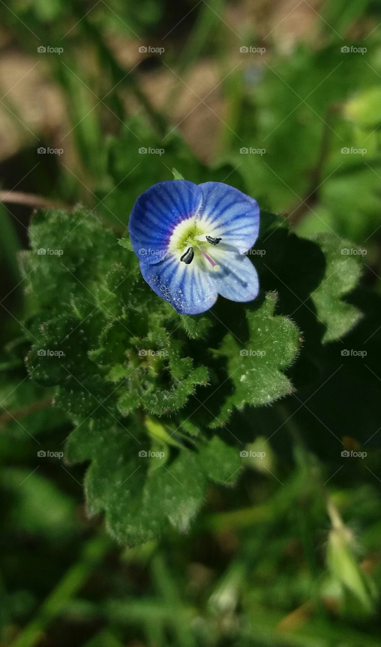 little blue wild flower