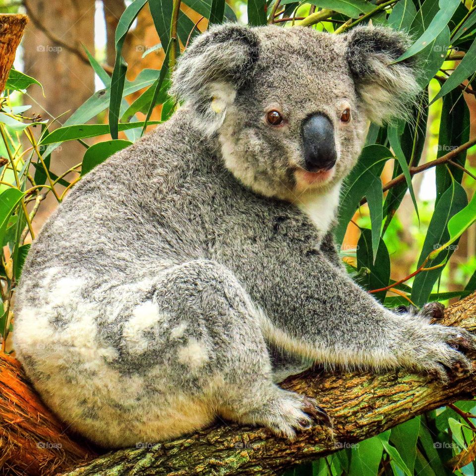Koala watching
