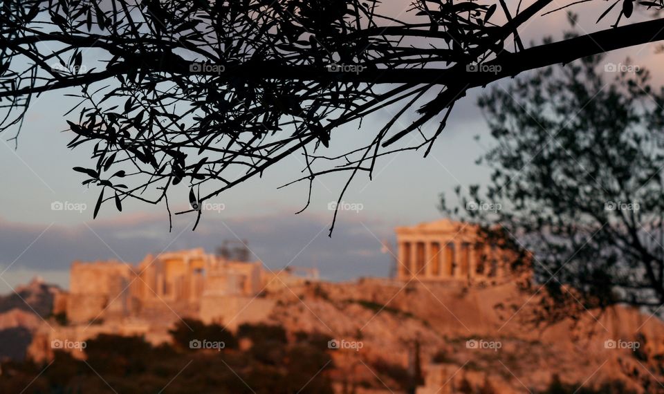 Branch of an olive tree and a blurred view of the Acropolis, Athens, Greece 