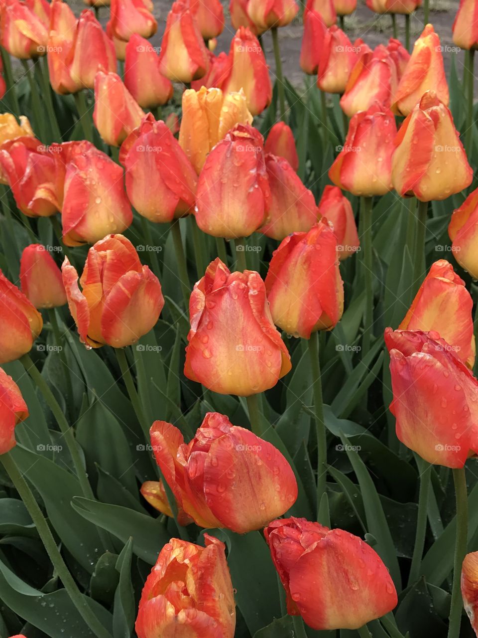 Tulips, Holland Michigan Tulip Time