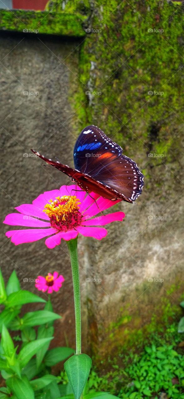 a beautiful butterfly with colorful wings is really beautiful perched on a flower that is in bloom