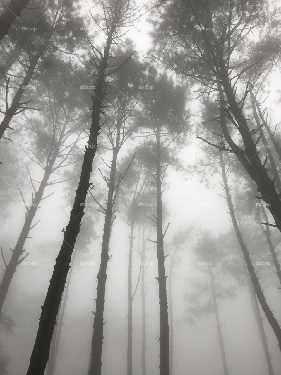 pine trees in the middle of a lot of fog in the cold morning