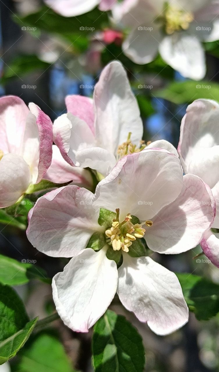 Beautiful Bloomed Pollen of Apple tree in Apple town Shopian - Kashmir Valley J&K IND adding beauty to Already Beautiful Kadhmir