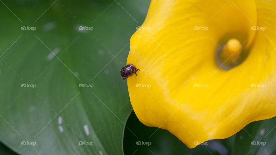 Baby snail on yellow calla lily