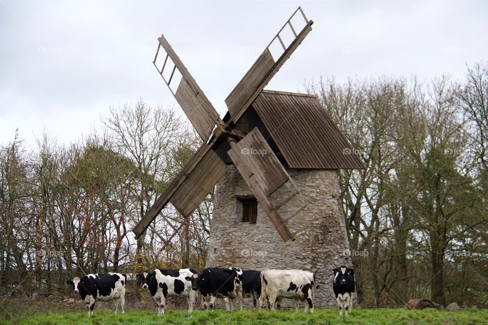 Cows and windmill 