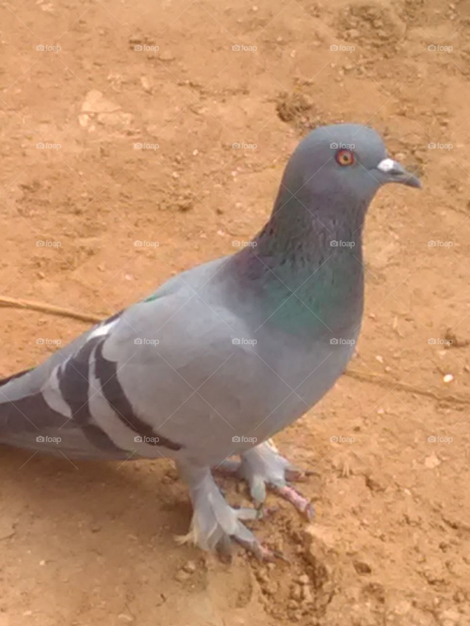 This is indean pigeons. Walking on the road.