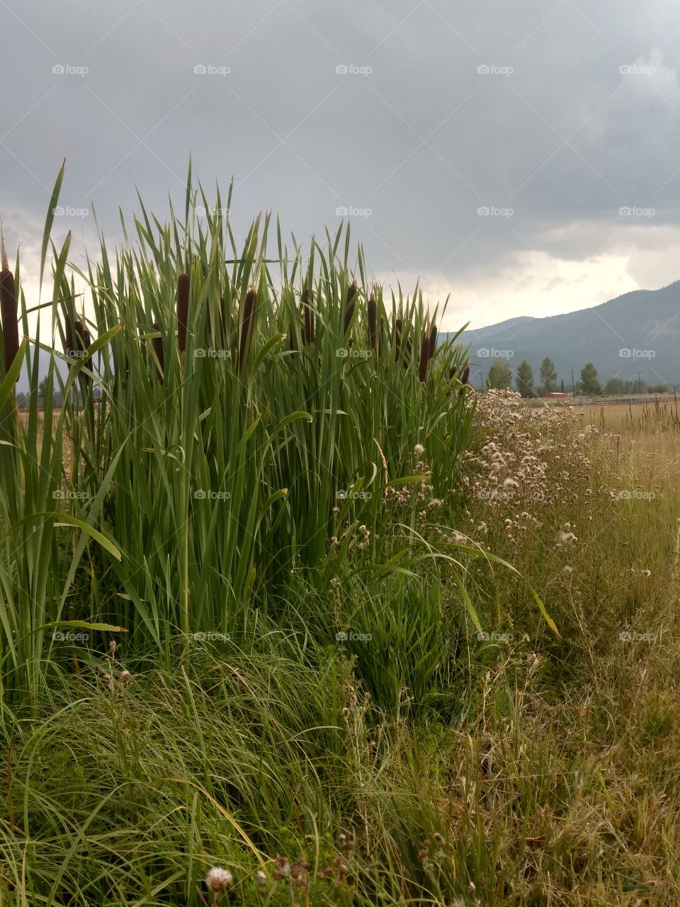 cattails on the farm