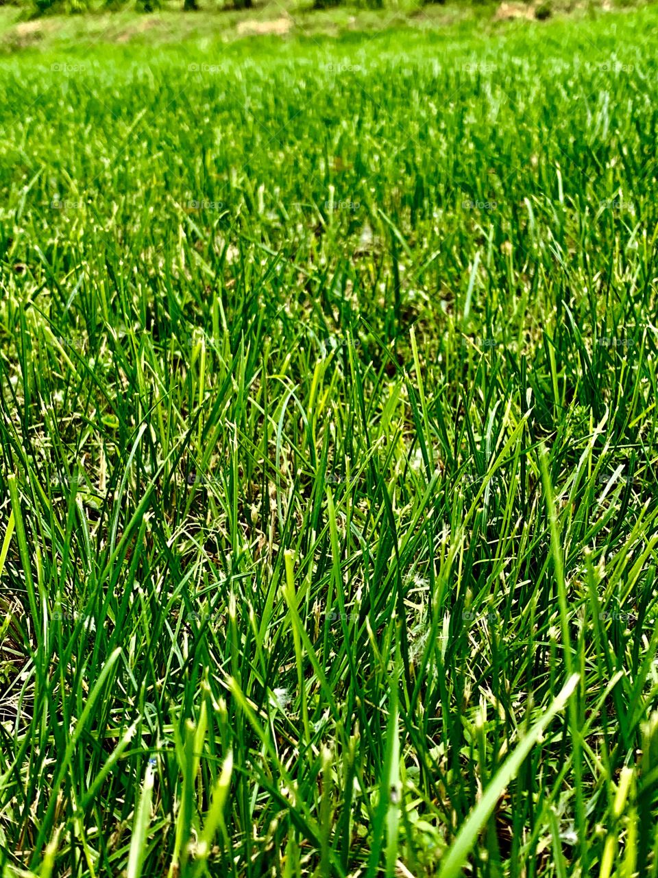 blades of grass on a sunny summer day
