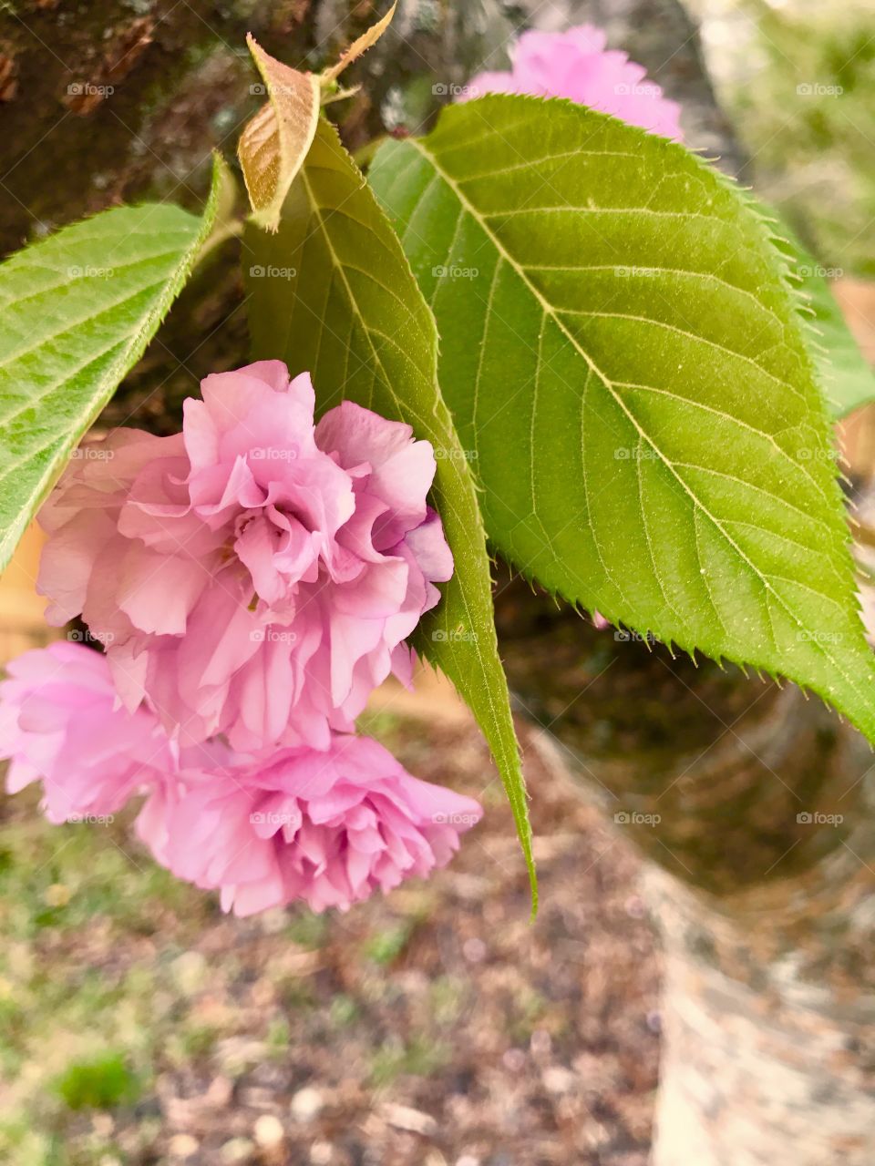 Close-Up Cherry Blossom