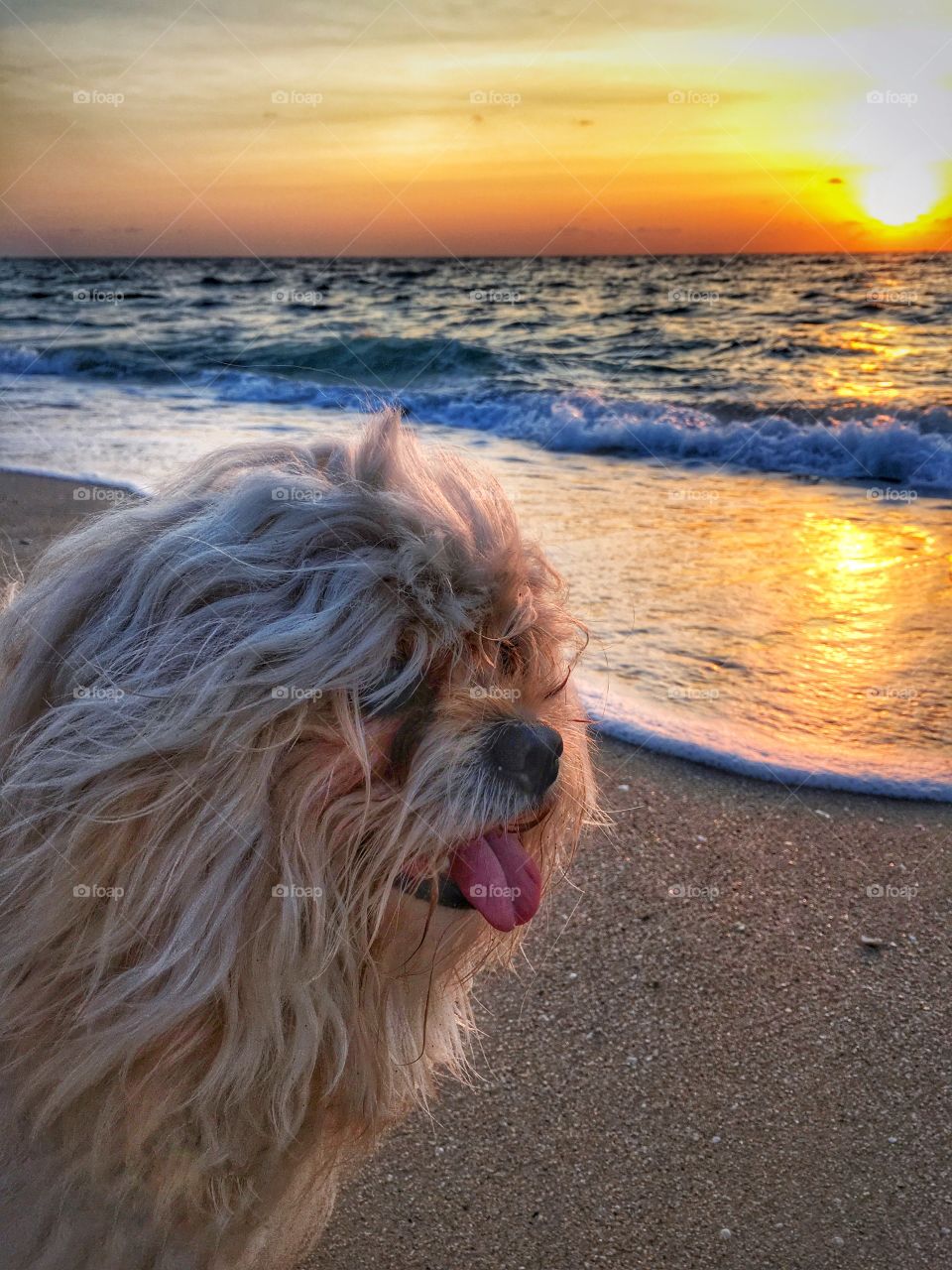 Dog sticking out tongue at beach during sunset