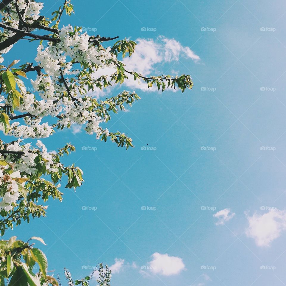 Spring sky with blossoms 