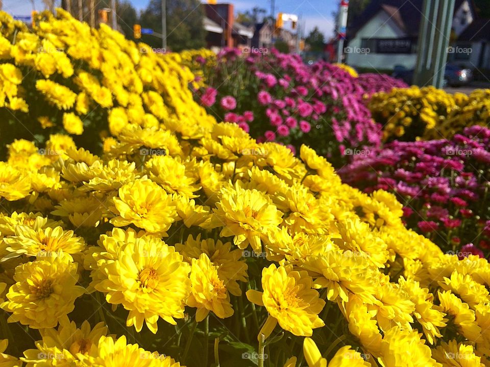 Beautiful yellow flowers 