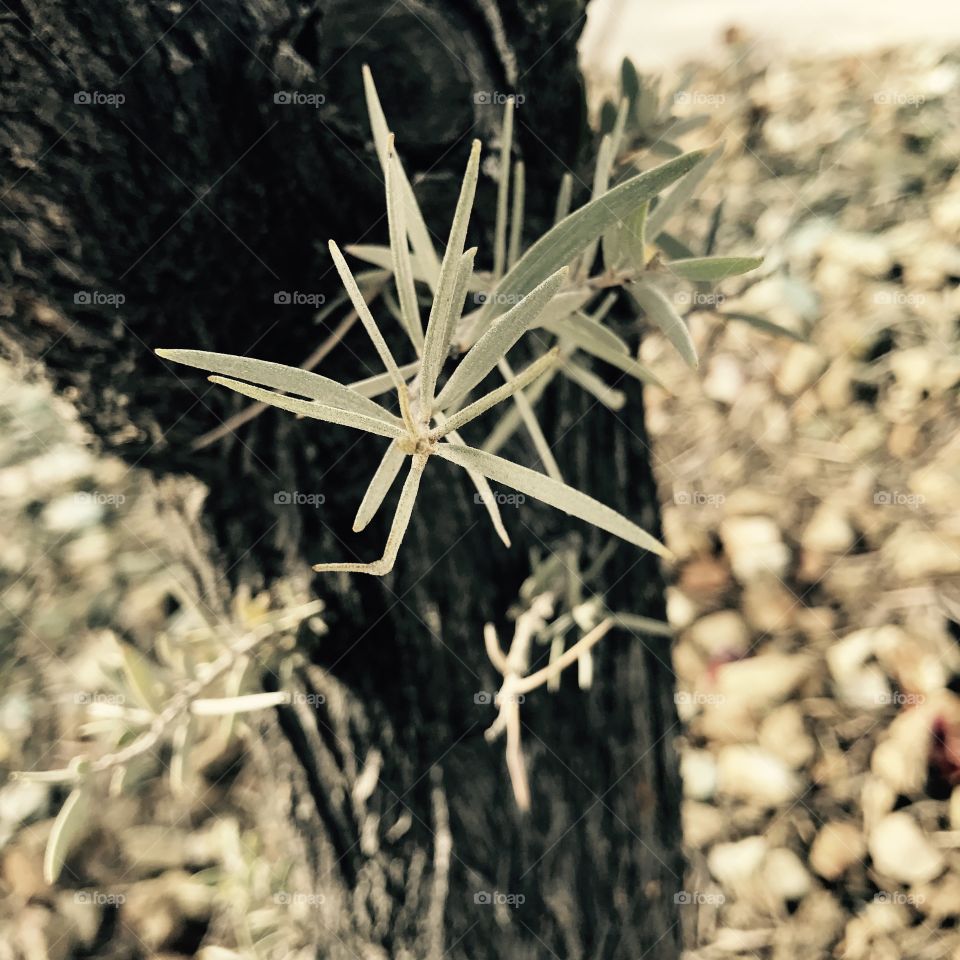 Baby Branch 