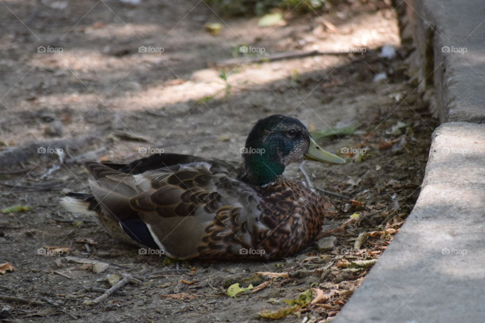 Mallard Duck