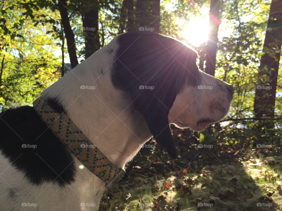 Where do the squirrels go when we're not looking? 