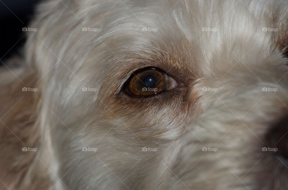 dog animal eye pet by resnikoffdavid
