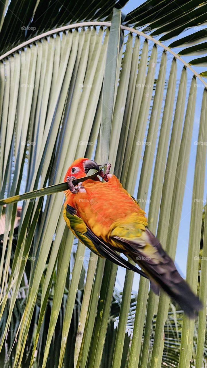 Birds and bee’s beauty 