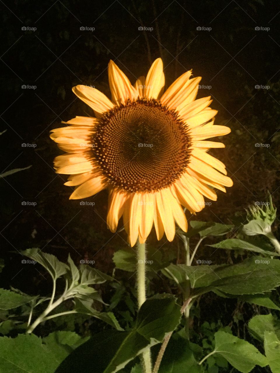 Sunflower by night